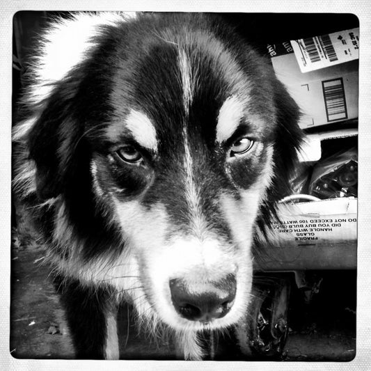 Sneeze Attack: Maxwell VINYL